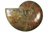 Flashy Red Iridescent Ammonite #155222-1